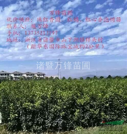  浙江諸暨萬(wàn)鋒苗圃供應(yīng)香泡苗
