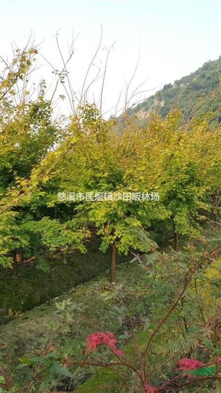 供應(yīng)赤楓