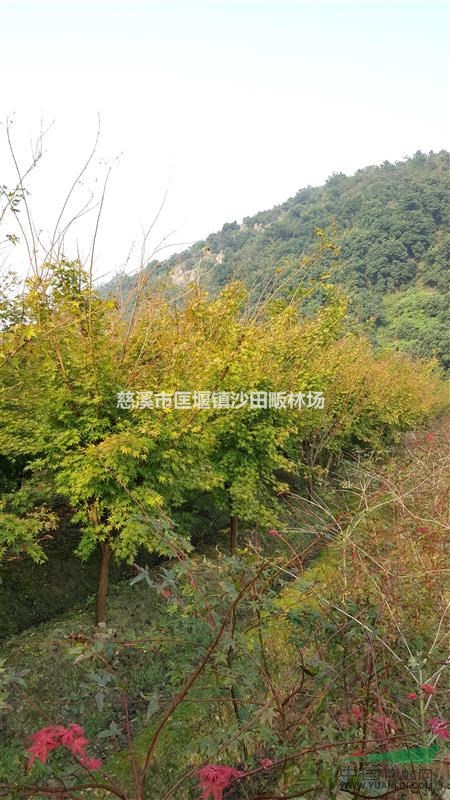 供應(yīng)赤楓