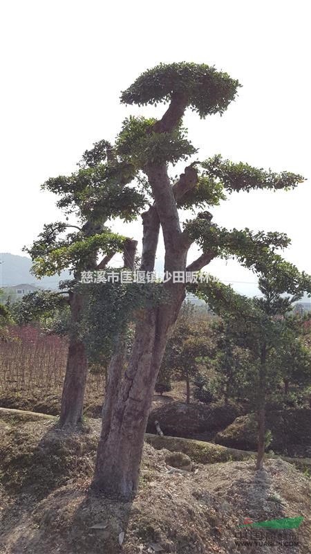 供應(yīng)榔榆樁