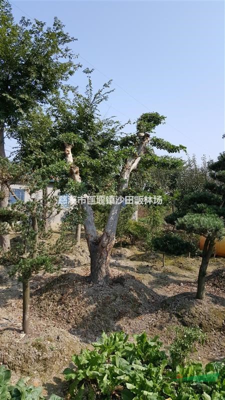 供應(yīng)榔榆樁