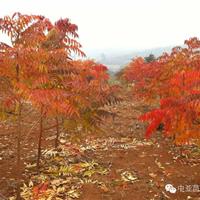 出售日本黃櫨 1-2年生小苗 ；胸徑8-12公分大苗 