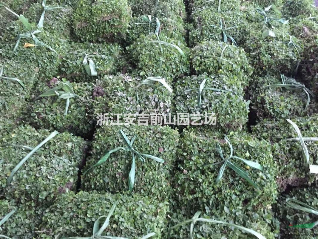 馬蹄金，精品馬蹄金小苗，馬蹄金草皮，馬蹄金草坪