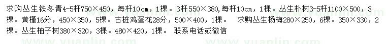 求購叢生鐵冬青、叢生樸樹、黃槿等