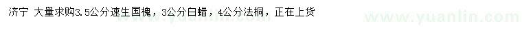 求購速生國槐、白蠟、法桐