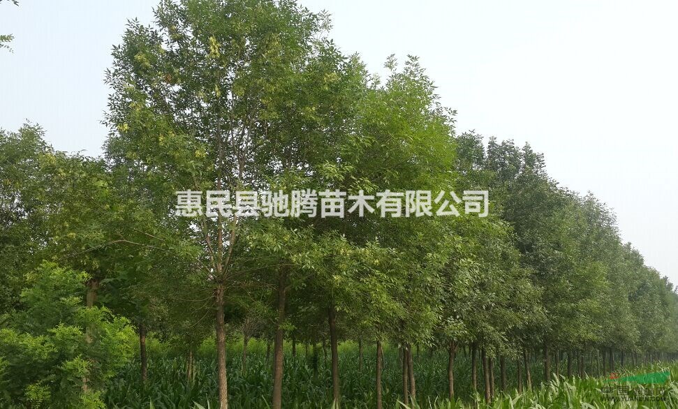 出售白蠟 8-15cm白蠟樹買白蠟到馳騰苗木