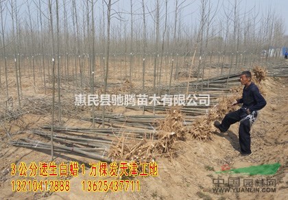 3公分速生白蠟4公分速生白蠟5公分速生白蠟6公分速生白蠟
