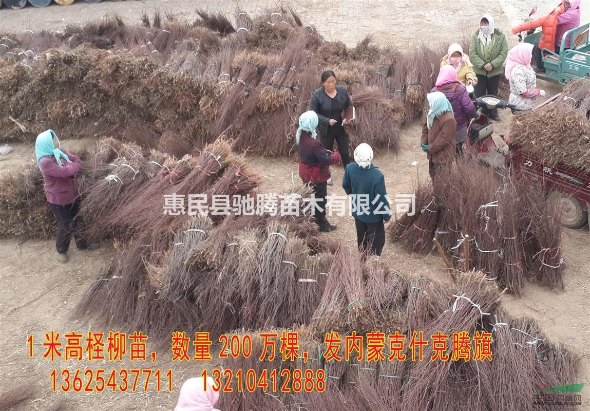專供怪柳1米高怪柳2公分怪柳2米高怪柳5公分怪柳