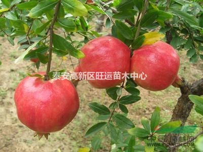 石榴苗供應(yīng) 蒙陽紅石榴苗供應(yīng) 