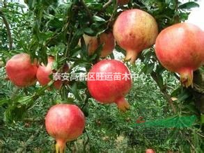 石榴苗供應(yīng) 蒙陽紅石榴苗供應(yīng) 