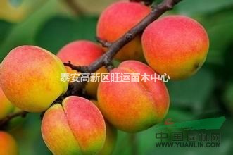 山東杏苗  紅荷苞杏苗 基地批發(fā)