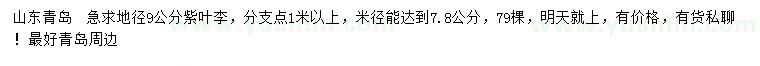 求購地徑9公分紫葉李