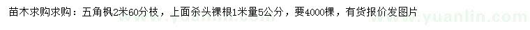 求購2米五角楓