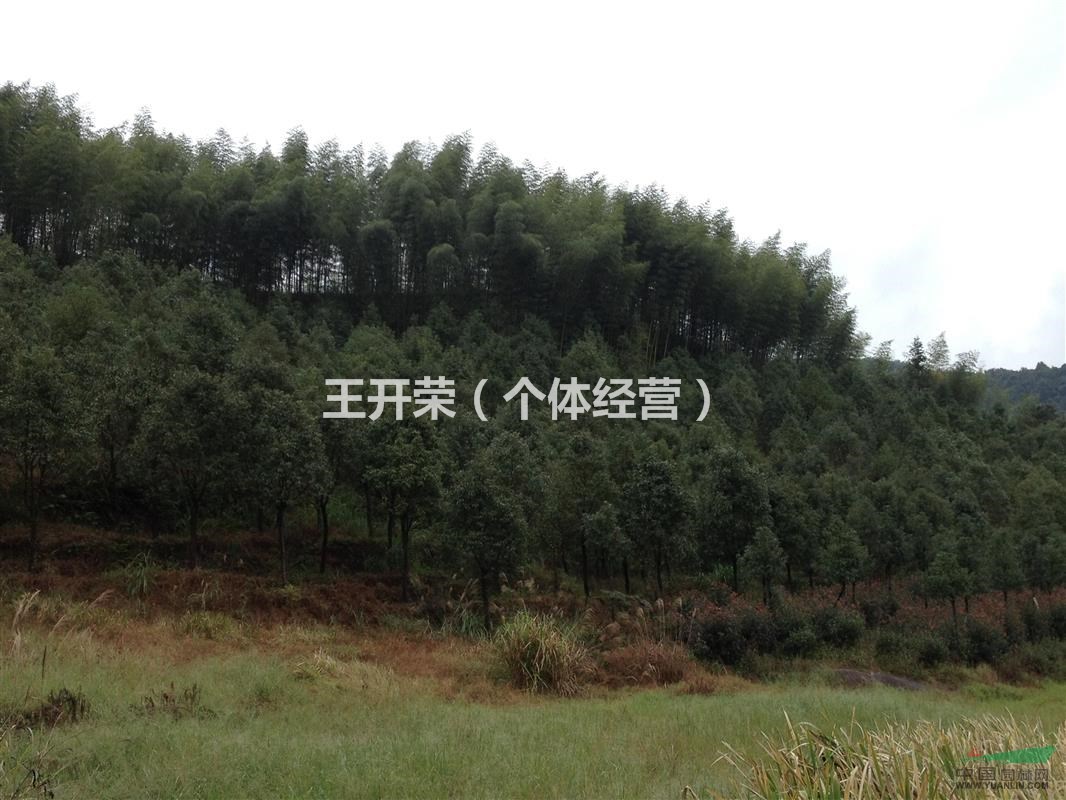 供應優(yōu)質(zhì)大香樟，量大從優(yōu)哦