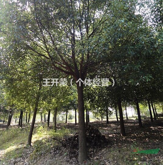 供應優(yōu)質(zhì)大香樟，量大從優(yōu)哦
