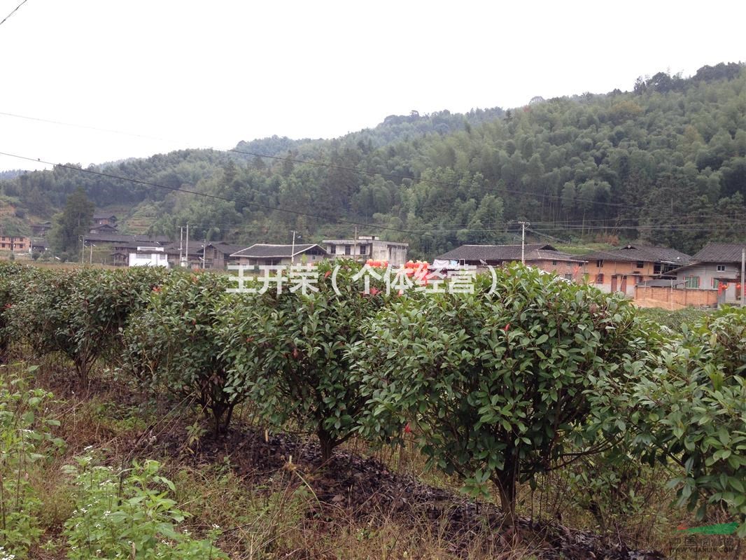 福建出售優(yōu)質紅葉石楠球，特價批發(fā)紅葉石楠毛球