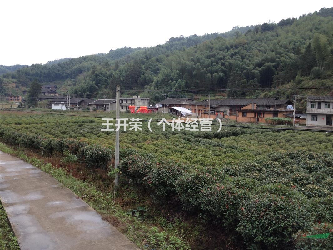 福建出售1.8米精品紅葉石楠毛球