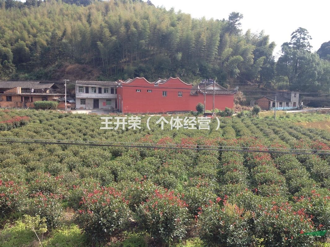 福建出售1.8米精品紅葉石楠毛球