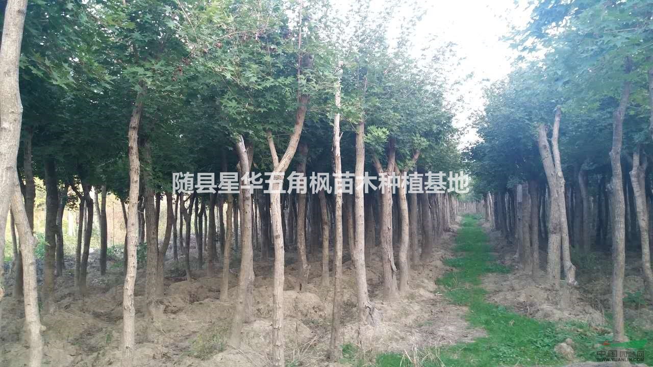 供應大批量叢生五角楓