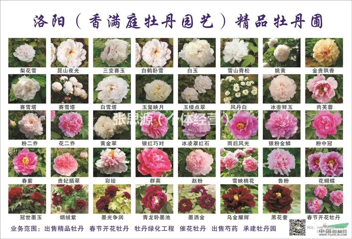 牡丹花苗