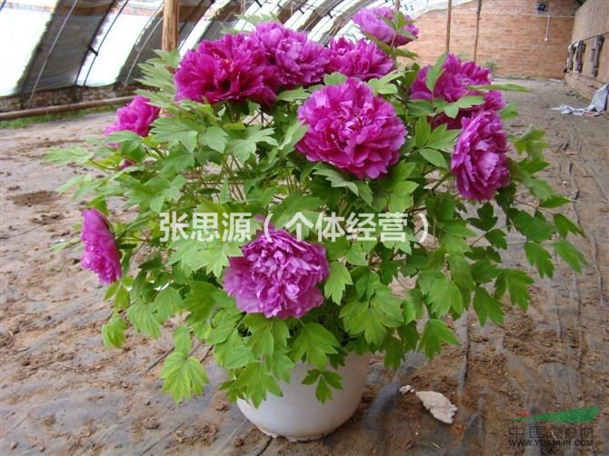 牡丹花苗