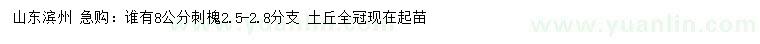 求購8公分刺槐