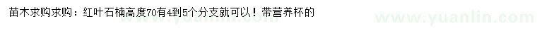 求購高70公分紅葉石楠