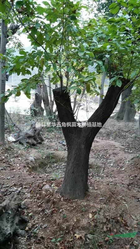 供應(yīng)規(guī)格齊全的流蘇品種