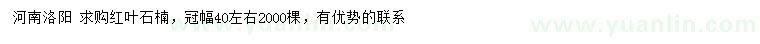求購冠幅40公分左右紅葉石楠