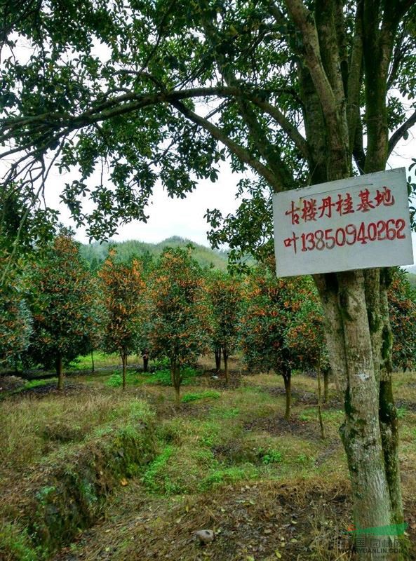 浦城大量供應(yīng)大葉朱砂桂
