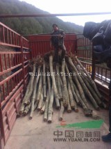 河南南陽(yáng)杜仲樹(shù)