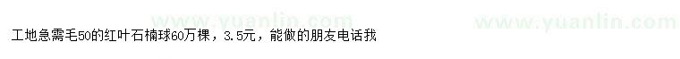 求購50公分紅葉石楠球