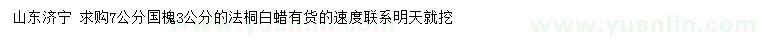 求購國槐、法桐、白蠟