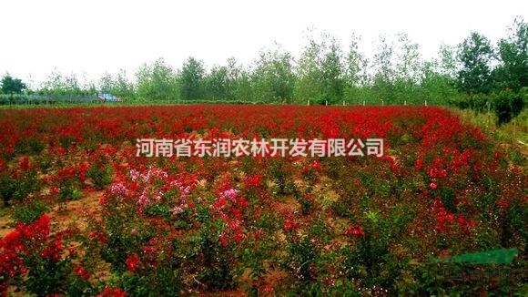 紅花紫薇，美國(guó)紅火球紫薇小苗 大紅紫薇小苗