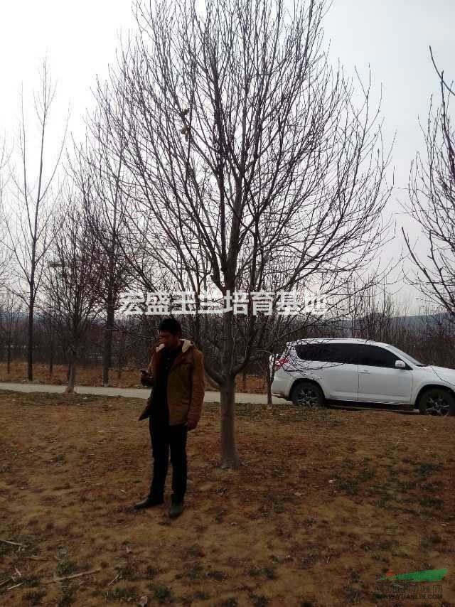 河南萬畝玉蘭基地