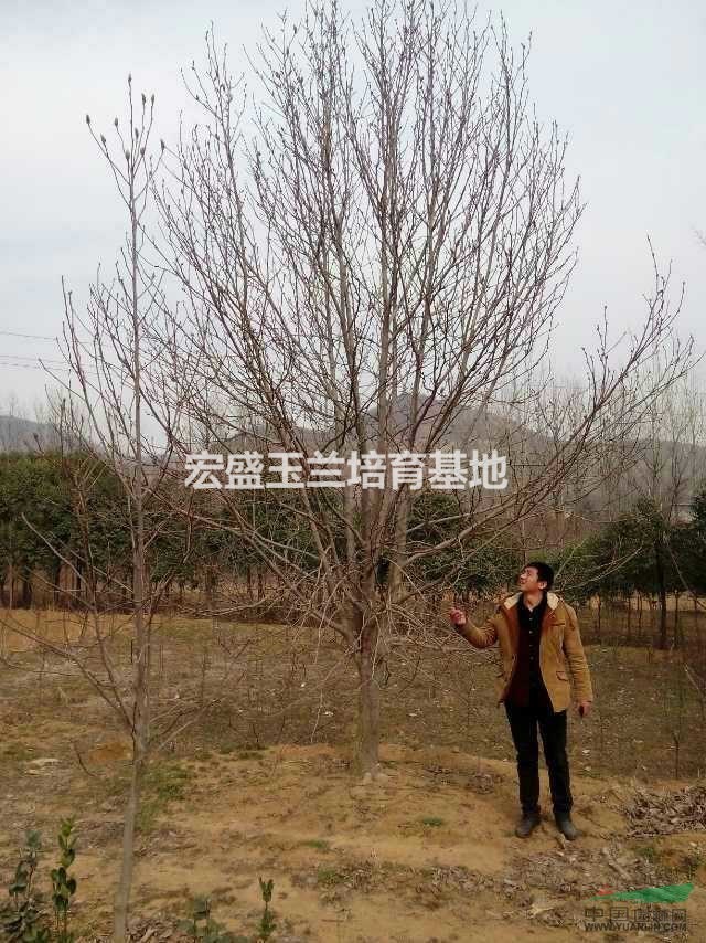 河南萬畝玉蘭基地