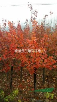 河南萬畝黃櫨基地