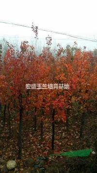 河南萬畝黃櫨基地