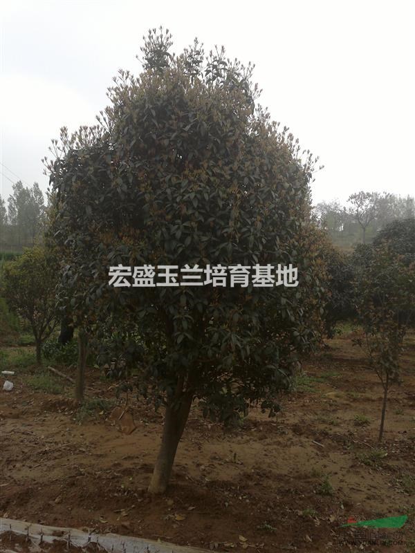 南陽白玉蘭基地