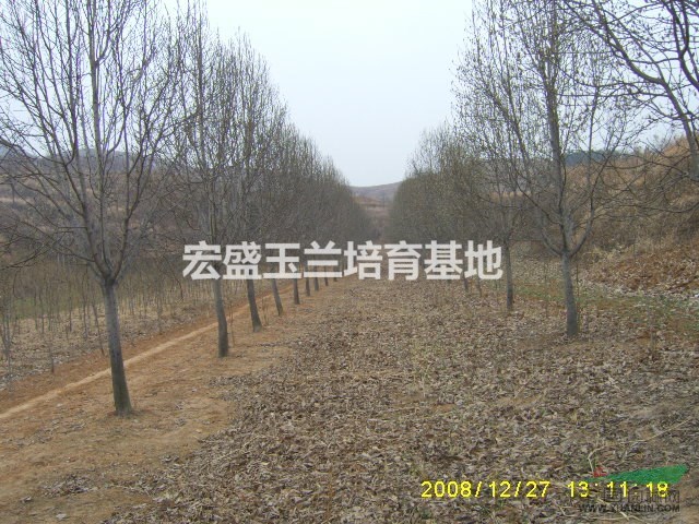南陽白玉蘭基地