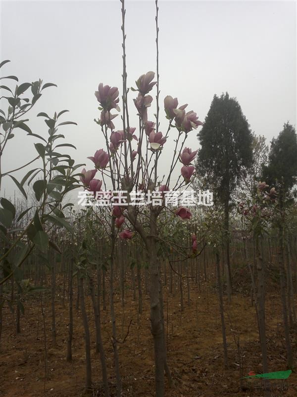 河南宏盛玉蘭基地