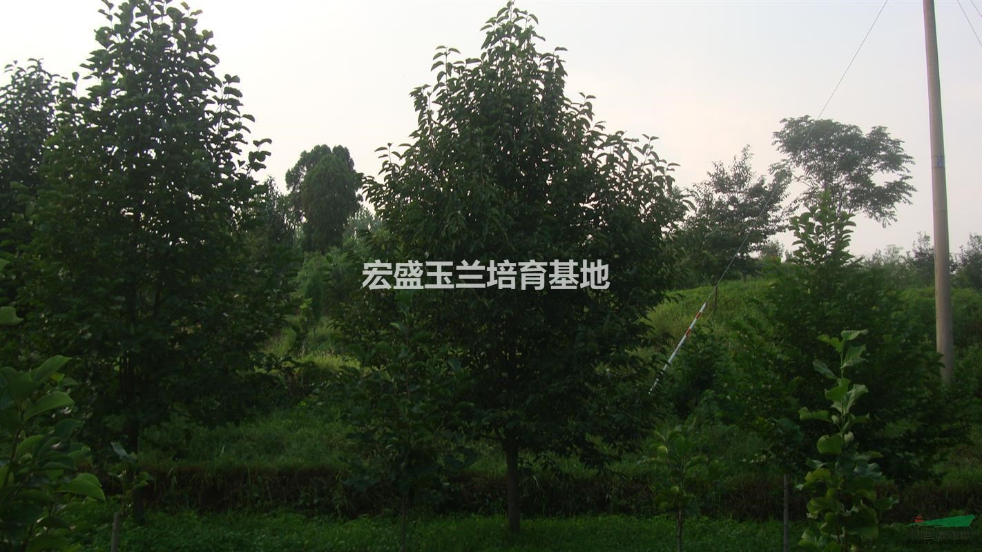 河南宏盛玉蘭基地