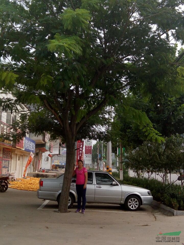 揚州15公分國槐價格買賣價格