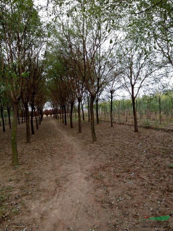 鎮(zhèn)江處理13公分國槐價(jià)格_