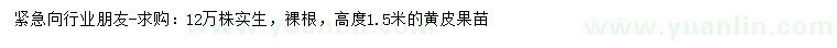 求購高1.5米黃皮果苗