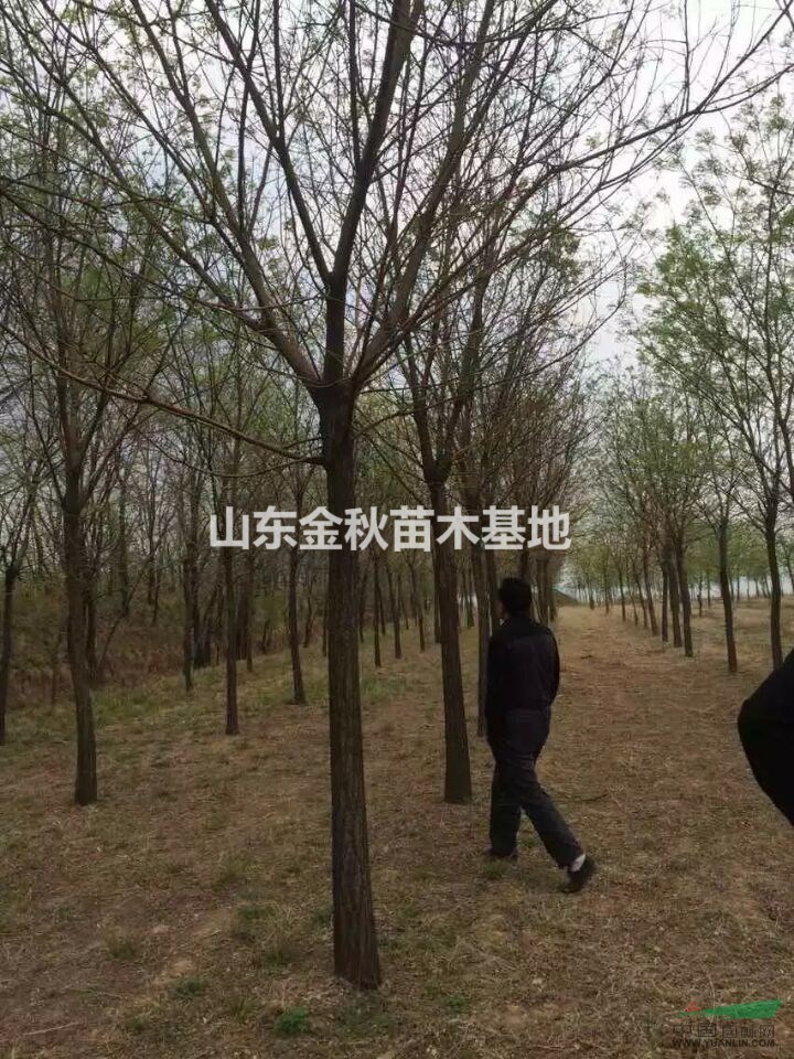18公分國槐價格 山東濟寧市18公分國槐發(fā)布報價