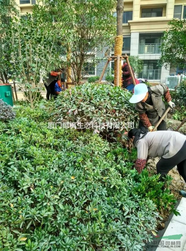 供應(yīng)雞蛋花、紅葉石楠、金邊黃楊、八角金盤、金森女貞、毛鵑