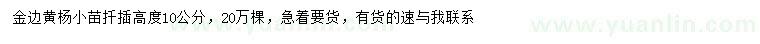 求購高10公分金邊黃楊小苗