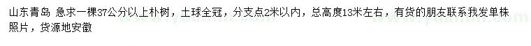 求購(gòu)37公分以上樸樹