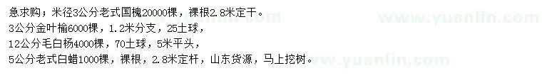 求購老式國槐、金葉榆、毛白楊等